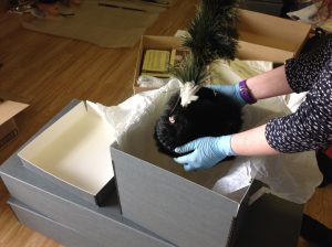 Caring for the Collections: Collections manager places a Light Infantry hat into a box at Cornwall's Regimental Museum