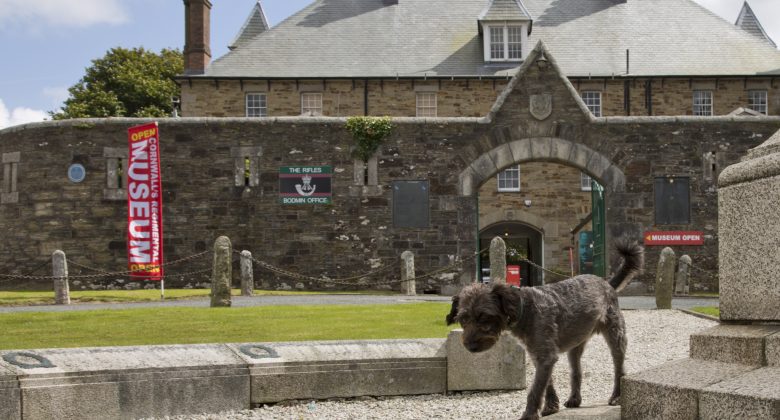 Spingo the museum dog at Cornwall's Regimental Museum, a dog friendly attraction.