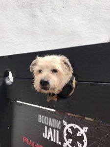 Tilly the Terrier at Bodmin Jail