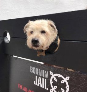 Dog friendly - Tilly the Terrier at Bodmin Jail